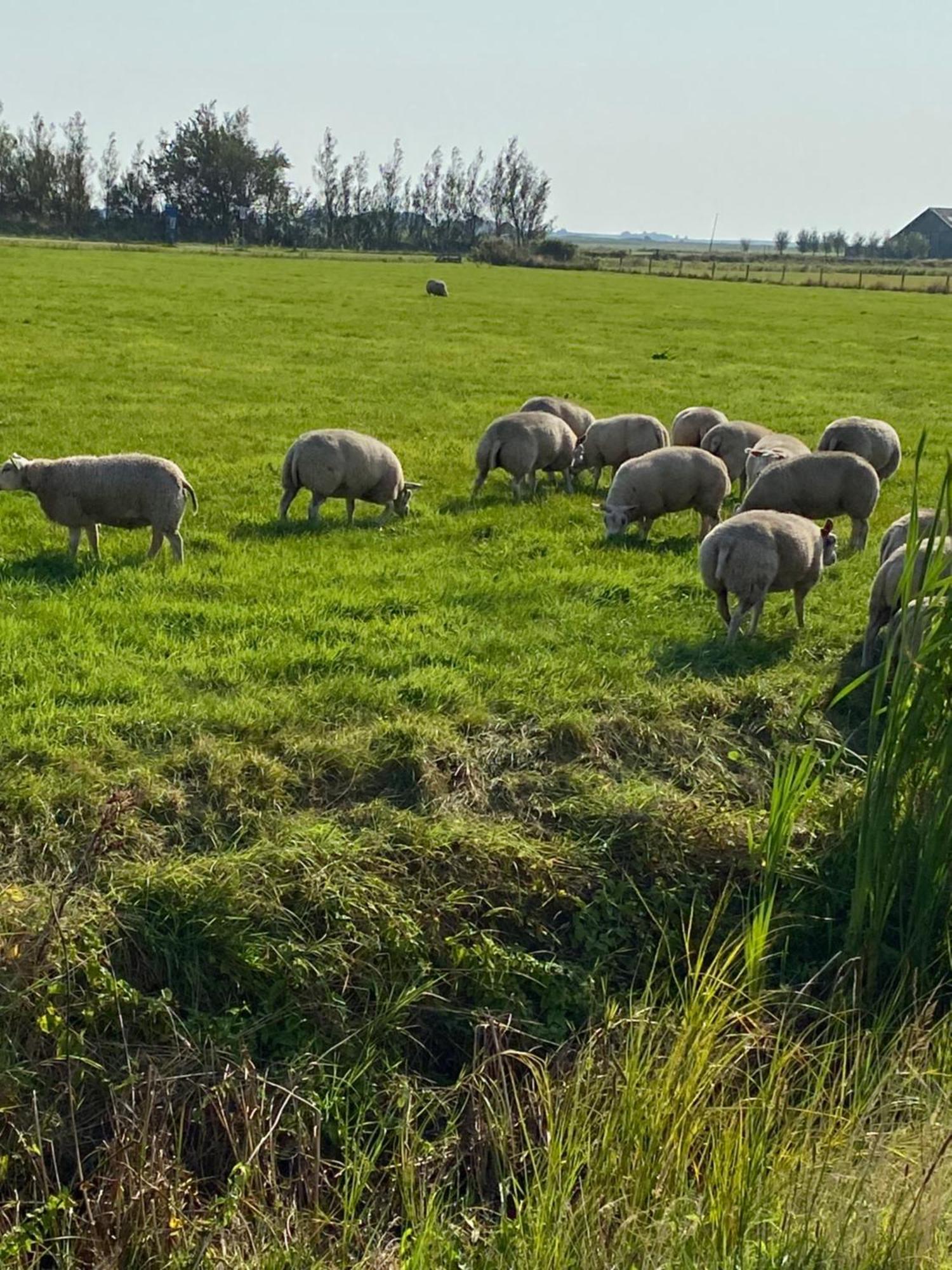 Oomes Huus Haestens And Koffie Den Hoorn (North Holland)